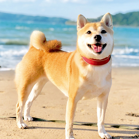 犬
