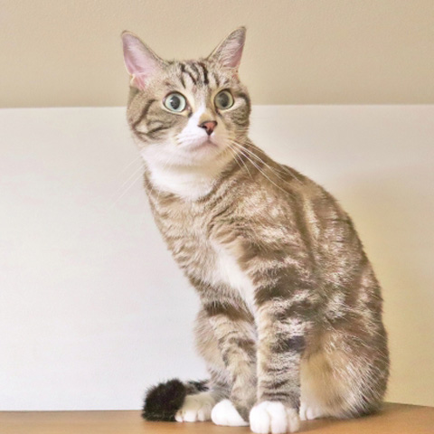 猫