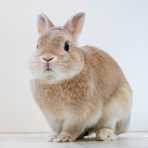 ウサギ