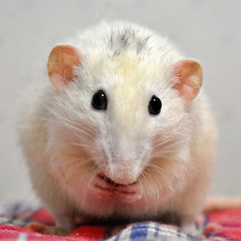 ラット